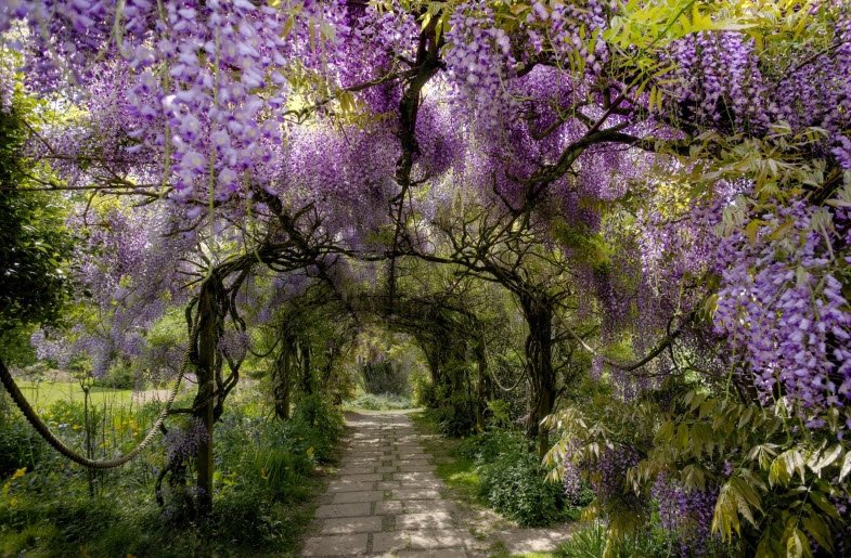 Marwood Hill Gardens , , United Kingdom